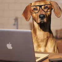 IT Dog
