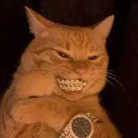 Коты Мемы