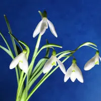 Видео дневник
