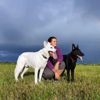 Dogtrening