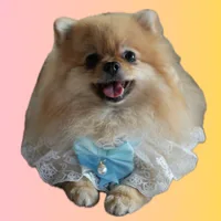 Шпиц Джойка Joy spitz