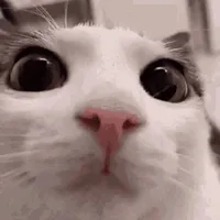 Мемы с Кошками