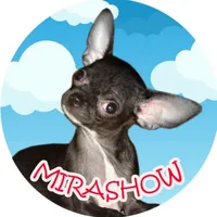 Funny dog Videos-Mirashow