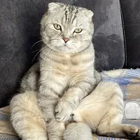 Кот Марс брутальный шотландец