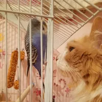 Петрушка попугай и Персик кот 😻