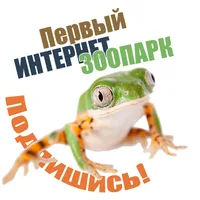 Zoocom Сlub