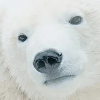 Белые и Пушистые