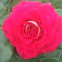 Татьяна Париева