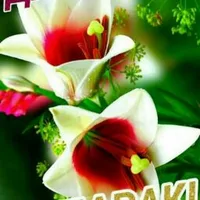 МОДАРИ СУМАЯ